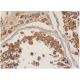 SPATA16 Antibody (G-2) - Immunohistochemistry - Image 286440 