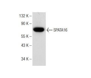 SPATA16 Antibody (G-2) - Western Blotting - Image 148782 
