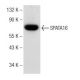 SPATA16 Antibody (G-2) - Western Blotting - Image 148782 