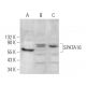 SPATA16 Antibody (G-2) - Western Blotting - Image 369946