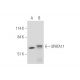 SPATA17 Antibody (D-8) - Western Blotting - Image 333807