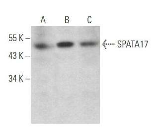 SPATA17 Antibody (D-8) - Western Blotting - Image 369064 