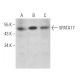 SPATA17 Antibody (D-8) - Western Blotting - Image 369064 