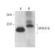 SPATA19 Antibody (B-9) - Western Blotting - Image 377755