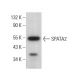 SPATA2 Antibody (B-7) - Western Blotting - Image 376987