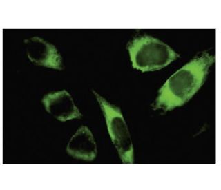 SPATA2 Antibody (EE-31) - Immunofluorescence - Image 35742 