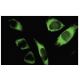 SPATA2 Antibody (EE-31) - Immunofluorescence - Image 35742 