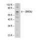 SPATA2 Antibody (EE-31) - Western Blotting - Image 52170 