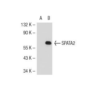 SPATA2 Antibody (EE-31) - Western Blotting - Image 55068 
