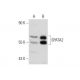 SPATA2 Antibody (EE-31) - Western Blotting - Image 59794