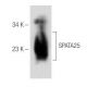 SPATA25 Antibody (H-3) - Western Blotting - Image 154077