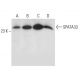 SPATA33 Antibody (A-2) - Western Blotting - Image 326529 