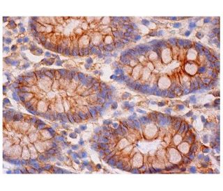 spectrin &alpha; II Antibody (B-2) - Immunohistochemistry - Image 284931 