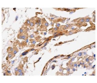 spectrin &alpha; II Antibody (C-11) - Immunohistochemistry - Image 156710 