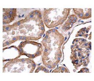 spectrin &alpha; II Antibody (C-3) - Immunohistochemistry - Image 156761 
