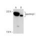 spectrin β I Antibody (D-6) - Western Blotting - Image 159910