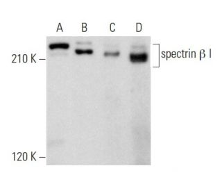 spectrin &beta; I Antibody (D-6) - Western Blotting - Image 357958 