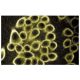 spectrin β II Antibody (42) - Immunofluorescence - Image 60690 