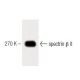 spectrin β II Antibody (42) - Western Blotting - Image 60443
