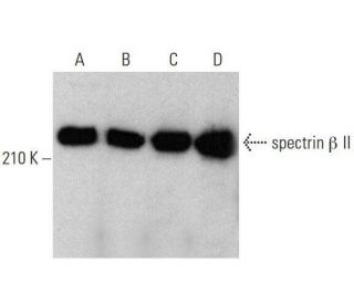 spectrin &beta; II Antibody (F-7) - Western Blotting - Image 352610 