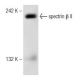 spectrin β II Antibody (G-10) - Western Blotting - Image 148804