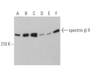 spectrin &beta; II Antibody (G-10) - Western Blotting - Image 363167 