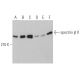 spectrin β II Antibody (G-10) - Western Blotting - Image 363167 