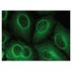 spectrin β II Antibody (H-5) - Immunofluorescence - Image 149331 