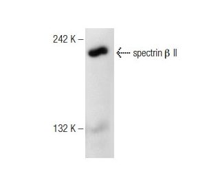 spectrin &beta; II Antibody (H-5) - Western Blotting - Image 148803 