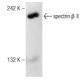 spectrin β II Antibody (H-5) - Western Blotting - Image 148803 