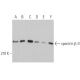 spectrin β II Antibody (H-5) - Western Blotting - Image 363166