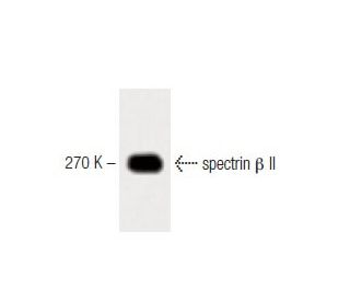 spectrin β II Antibody (42) - Western Blotting - Image 60443