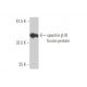 spectrin β III Antibody (4D9) - Western Blotting - Image 348853