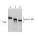 spectrin β III Antibody (A-8) - Western Blotting - Image 371091 