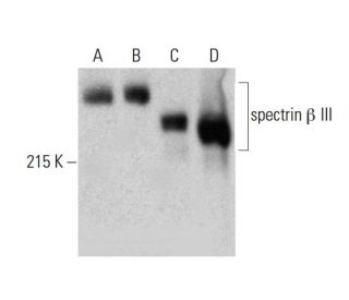 spectrin &beta; III Antibody (A-8) - Western Blotting - Image 386125 