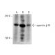 spectrin β IV Antibody (D-7) - Western Blotting - Image 331151 