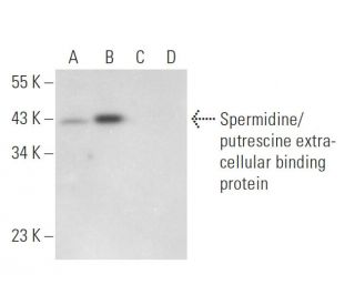 Spermidine/putrescine extracellular binding protein Antibody (E-1) - Western Blotting - Image 309484
