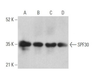 SPF30 Antibody (D-11) - Western Blotting - Image 372475 