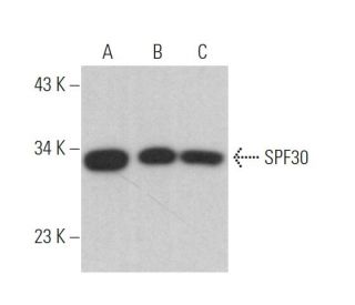 SPF30 Antibody (E-5) - Western Blotting - Image 372482 