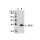 SPF30 Antibody (SQ-16) - Western Blotting - Image 20174