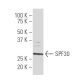 SPF30 Antibody (SQ-16) - Western Blotting - Image 33714 