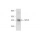 SPFH1 Antibody (A-7) - Western Blotting - Image 332819