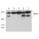 SPFH1 Antibody (A-7) - Western Blotting - Image 378126 