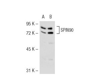 SPIN90 Antibody (2614C1a) - Western Blotting - Image 53655