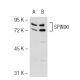SPIN90 Antibody (2614C1a) - Western Blotting - Image 53655