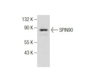 SPIN90 Antibody (B-3) - Western Blotting - Image 284396 