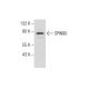 SPIN90 Antibody (B-3) - Western Blotting - Image 284396 