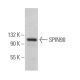 SPIN90 Antibody (B-3) - Western Blotting - Image 366302