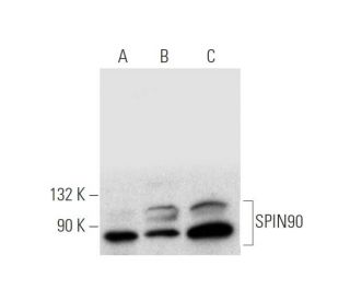 SPIN90 Antibody (B-6) - Western Blotting - Image 316272 