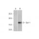 Spir-1 Antibody (4C5) - Western Blotting - Image 352202 